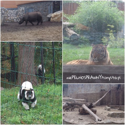 zdjęcia przedstawiające zwierzęta we wrocławskim zoo