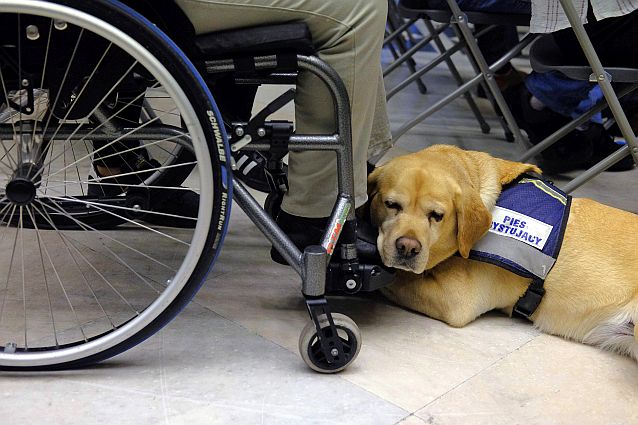 Pies asystujący leży na podłodze obok wózka inwalidzkiego