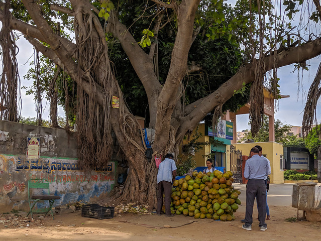 Stoisko pod drzewem, przy którym kobieta sprzedaje kokosy