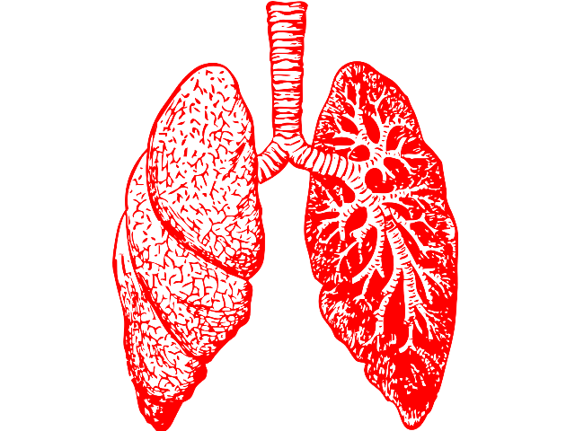 rysunek płuc