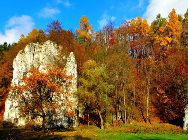 jesienne liście na drzewach i skały w ojcowskim parku narodowym