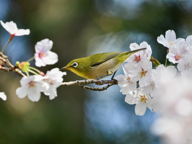 Gałązka z pąkami wiosennych kwiatów, na której siedzi zielony ptak