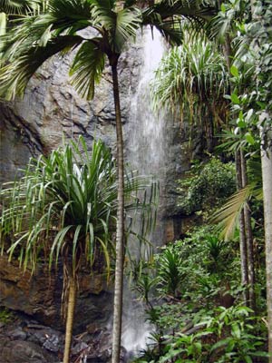 zdjęcie: rezerwat Valee de Mai, Seszele, fot.: Wikipedia
