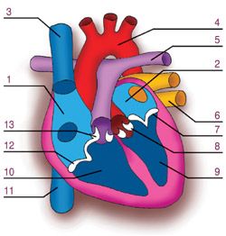 Schemat budowy serca
