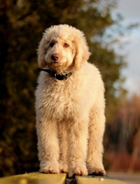 Australijski labradoodle z hodowli Włochata Pasja. Fot.: arch. organizatorów